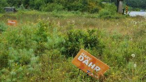 Several election lawn signs displayed in an overgrown field by the side of the highway