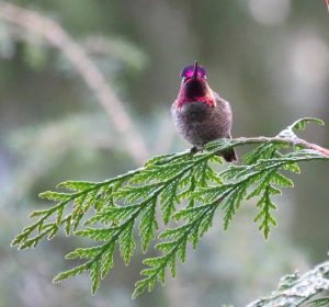 A small bird with bright pink feathers on its head and throat perches on a cedar branch