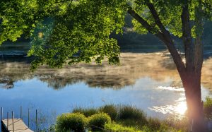 Sun shines through a tree onto a lake